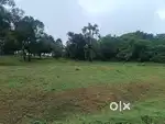 250 CENT LEVEL LAND SALE @VAGAMON PULLIKANAM