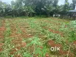 ANGAMALY - Peechanickadu - 2km from KSRTC/N.H