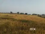 Agriculture land for sale in kolhan nala old dhamtari road raipur