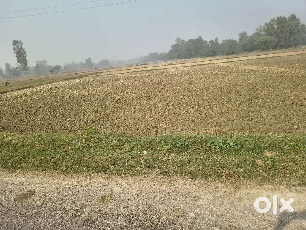 1 Bigha Agricultural Land sell in very Urgent