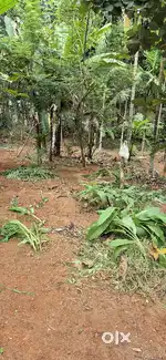 വീട് വെക്കാൻ പറ്റുന്ന വെള്ളo, വഴി സൗകര്യം ഉള്ള സ്ഥലം