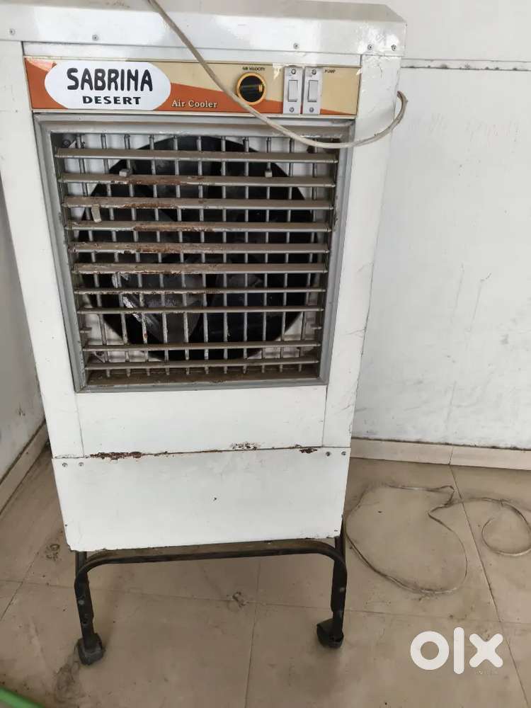 Kooler three years old