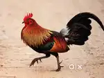 Wanted chicken shop worker