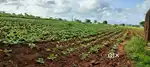 3.11 acre of red soil agriculture land with 2 pumpsets.