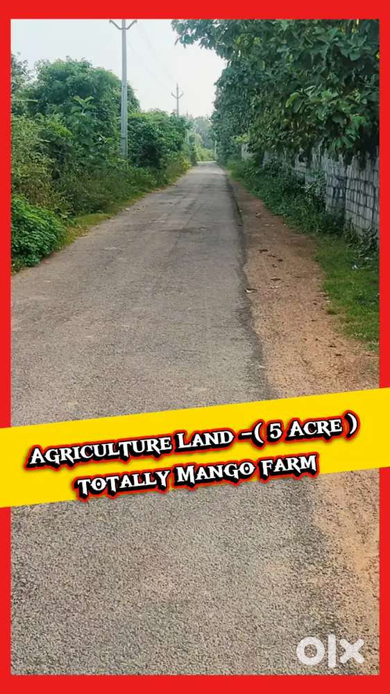 Agriculture Mango farm