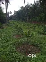225 CENT LAND FOR SALE AT CHALAKUDY PARIYARAM