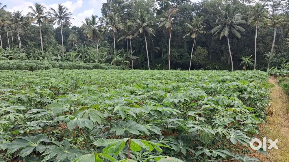 Land suitable for agriculture is for sale