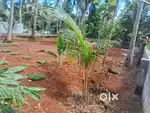 10/20 cent very attractive house plot near peringalam milma company