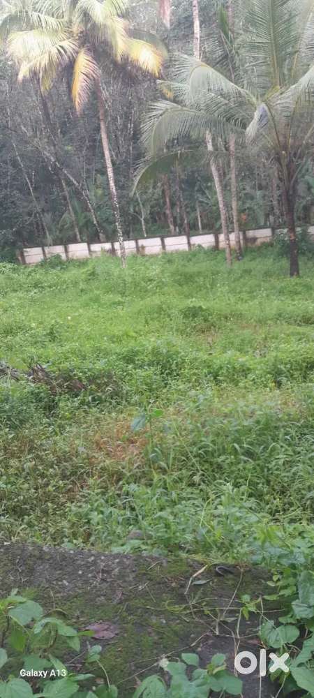 28 cents Rectangular plot