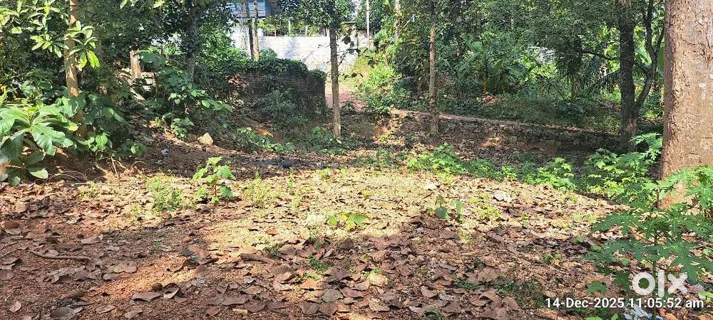 7 cents land for sale at Pallimukku Vazhayila road
