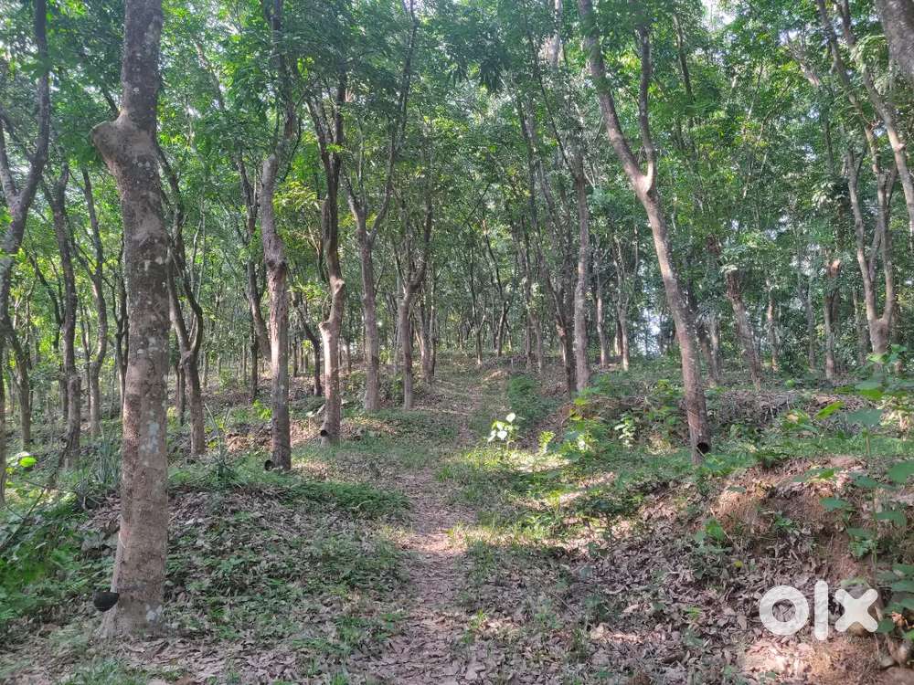 3.5 Acres of Rubber plantation  at Kooropada, Kottayam