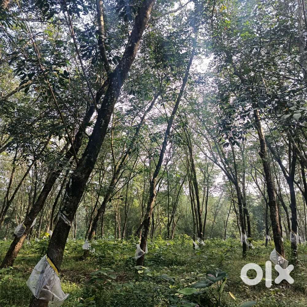 176 cent rubber plot. River side view.