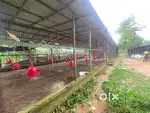 দীর্ঘমেয়াদী লিজের জন্য: ত্রিপুরায় স্বয়ংক্রিয় পোল্ট্রি খামার