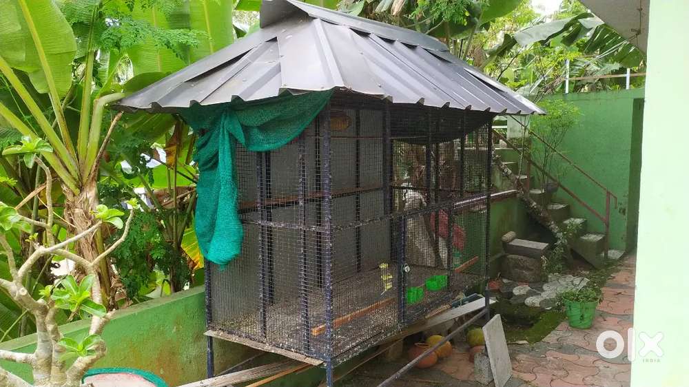 Used birds  Cage