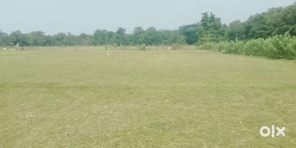 1 Bigha Non Belt Miyadi Agricultural Land for Sale