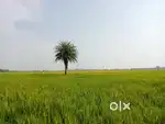 Agriculture land for sale,25 సెంట్లు,Magallu