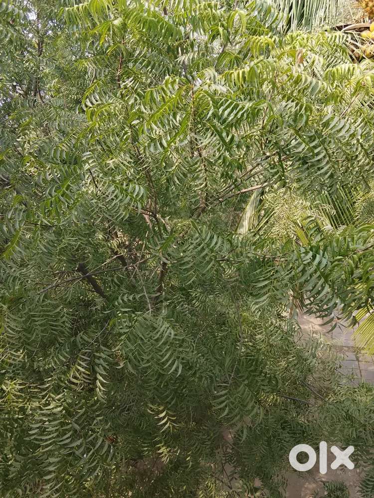 Raidur there money backside