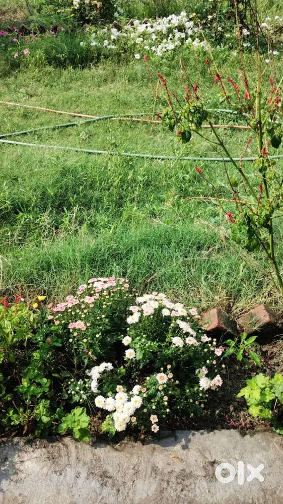 2 plot available arround 1'75 katha Bastu jomi for house building
