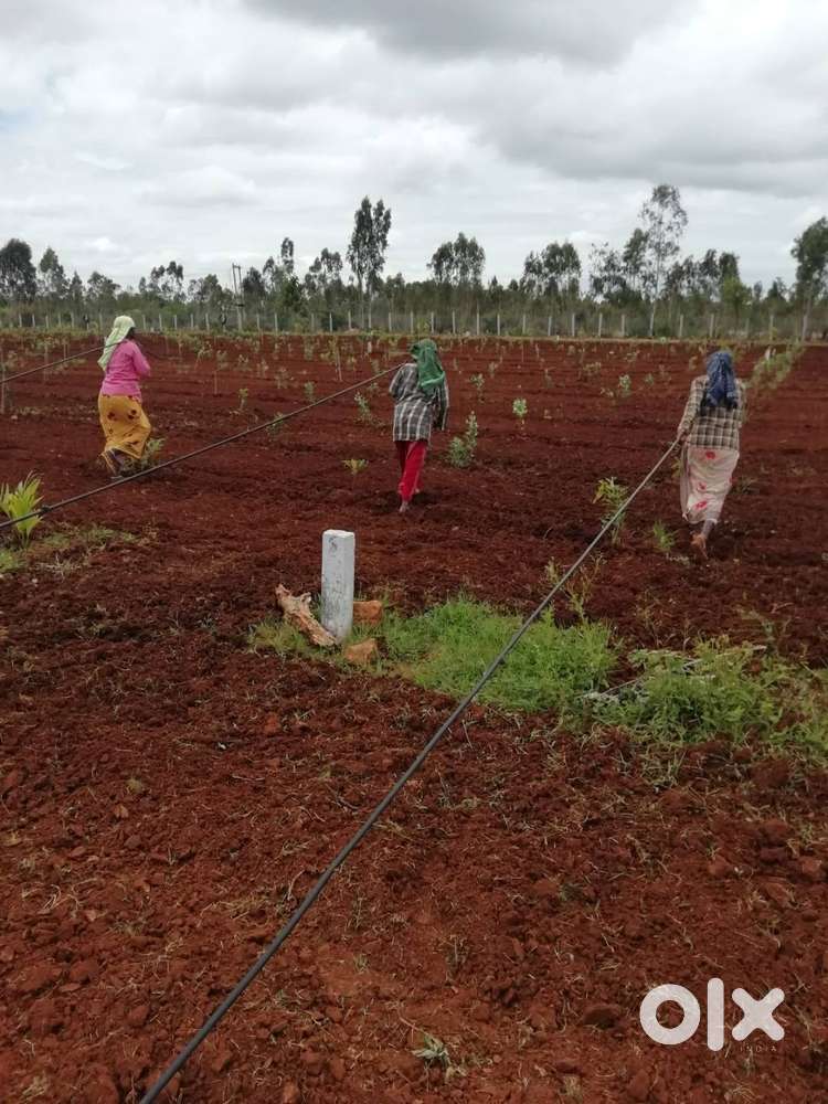 Agriculture Managed Farm Land at Gouribidnur just 299/-