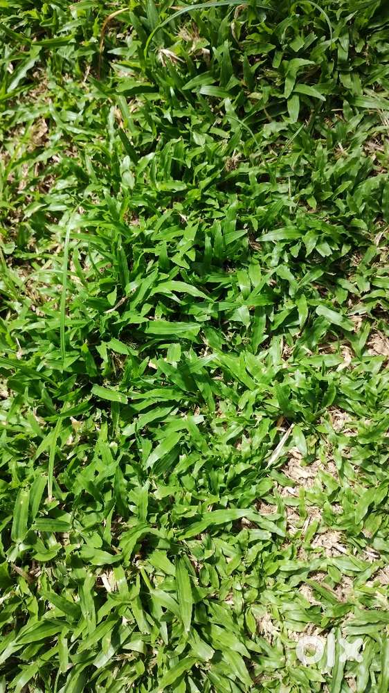 Land for sale within town limits of vadakara