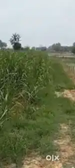 (FALAWADA MAWANA) 25 BIGHA ON ROAD BEST LAND 17 PER BIGHA