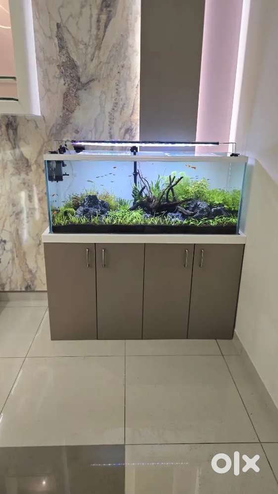 Aquarium shop. Fish tank maintance work