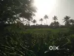 Farm land for sale Mulanthuruthy