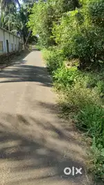 Pollachi to palakkad road nearly coconut farm sales
