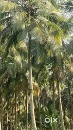 Pollachi to tirupur road nearly