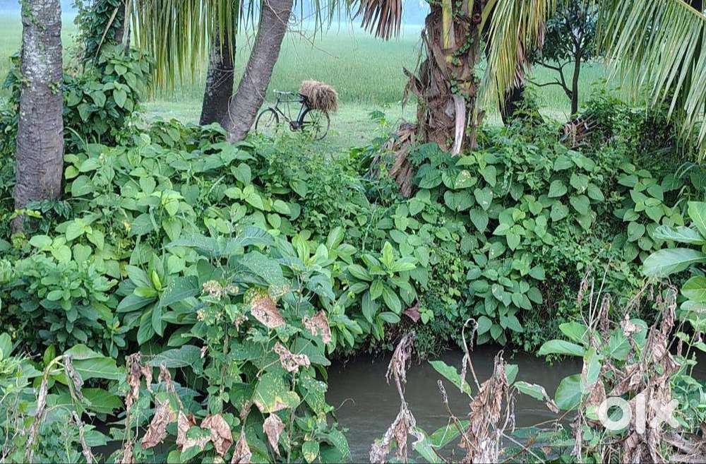 Agriculture land for sale