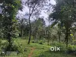 Breathtaking 3-acre plot in Thidangazhi Mananthavady Wayanad