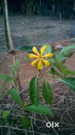6 Guntha Ghara bari Personal SC plot near Jagatsinghpur,Magalpur