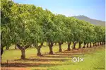 Plots for sale in the midst of Farm lands in the fully manged farms