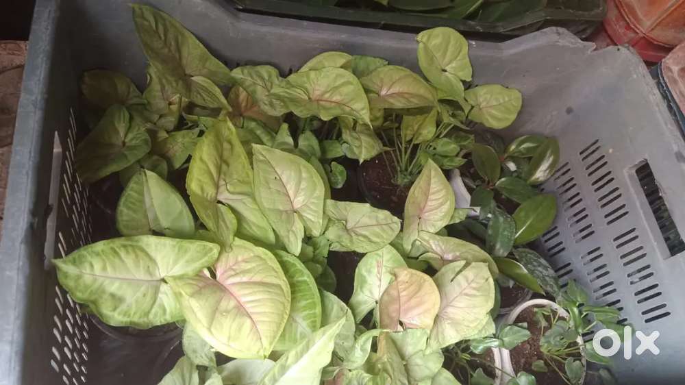 Plant Nursery Gardner