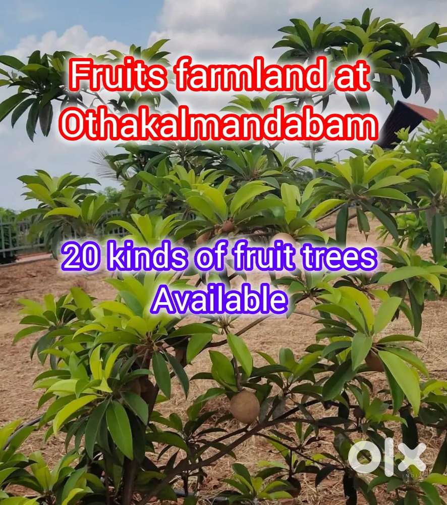 Budget Fruit Farmland for Sale
