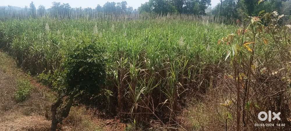 2 acre land road touch for sell on gargoti -patgaon road near Tirwade