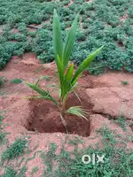 Agriculture land sale