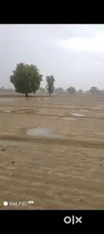 16bigha nahari jamin