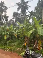 10 സെൻ്റ് വിൽപനക്ക്. മീനമ്പലം ജംഗ്ഷൻ നിന്ന് 100 മീറ്റർ