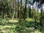 13 cent plot for sale