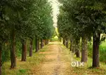 1 Acre of Sandalwood Farm Land for sale close to Bangalore