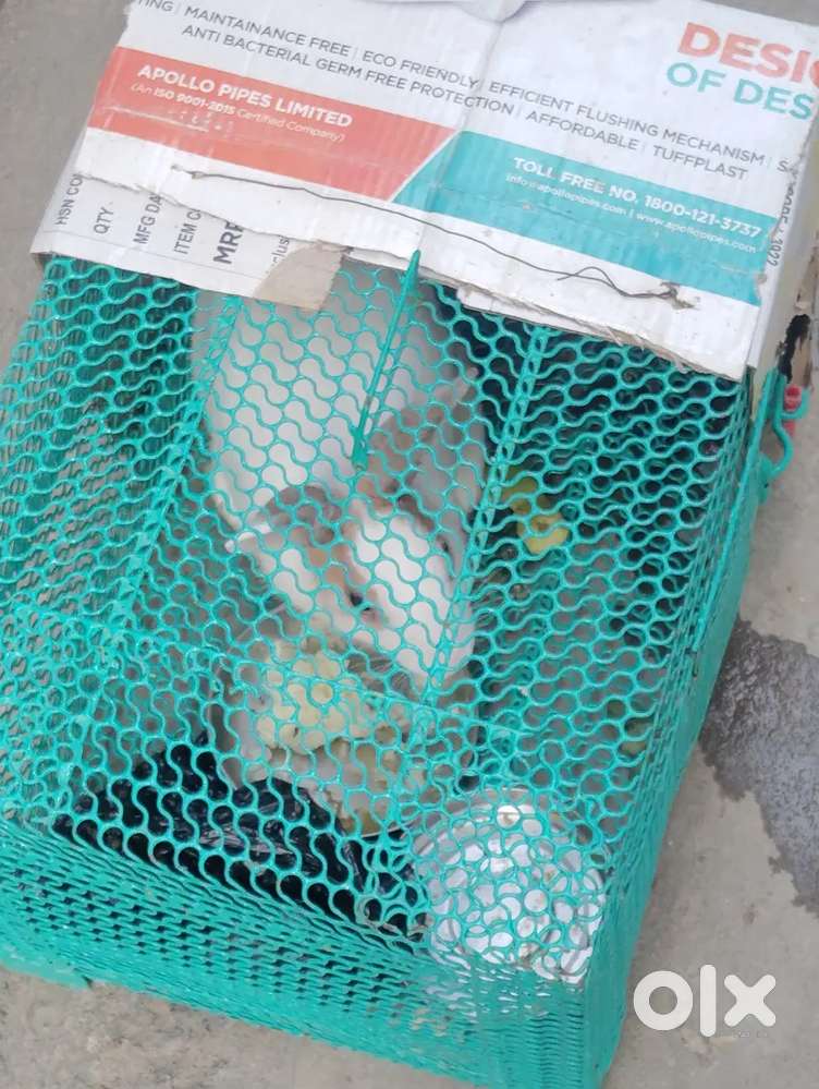 Rabbit with cage