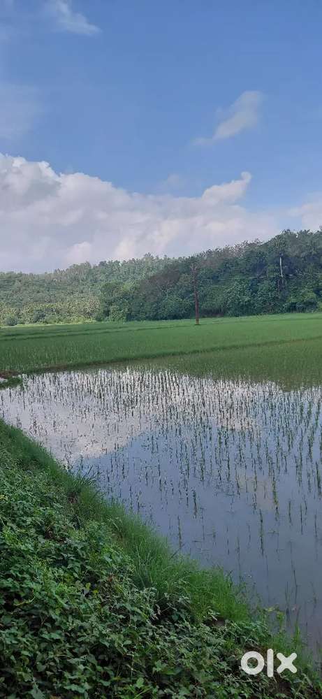 50cent പാടം.. 30000/- cent