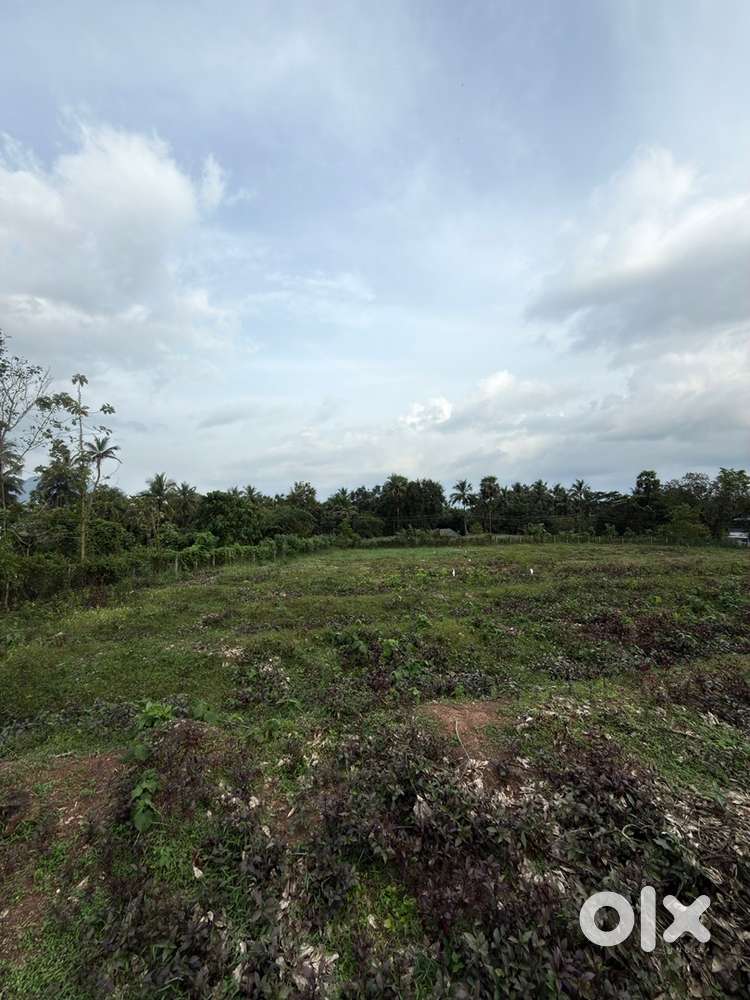 Mannarkkad plain 1.98 acres land for sale