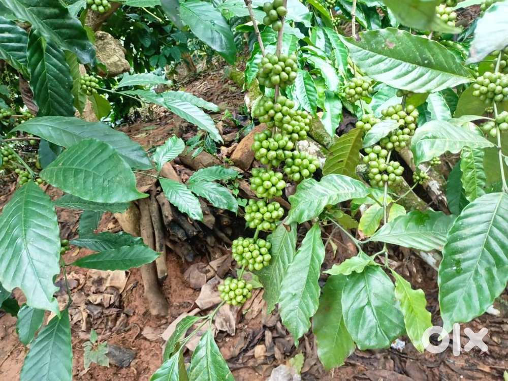 4 Acer coffee plantation is for sale
