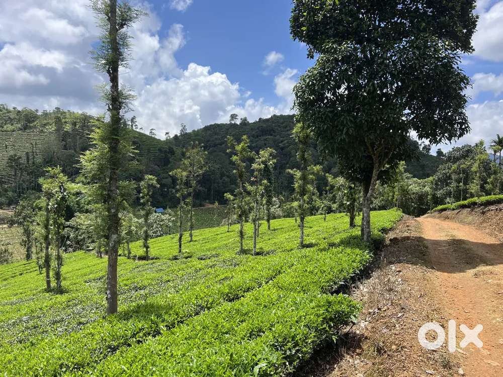 1.5 ACRE WELL MAINTAINED TEA LAND FOR SALE IN IRUMANATHOOR,WAYANAD.