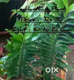 indoor and outdoor plants Price from Rs30 to Rs100 free Home Delivery,