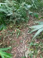 Road side  land at sichey
