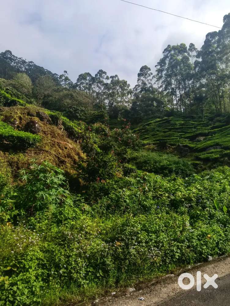 Cardamom farming currently. Cardamon Business. High yield