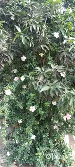 10889 sq ft land for sell in jorapali village